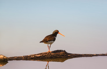 Sandpiper bird standing on a log in a pond