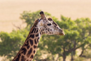 Giraffe portrait with a oxpecker sitting on his head
