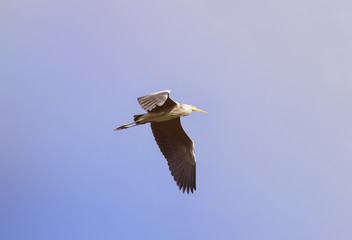 grey crane flying through the sky, wings spread widely