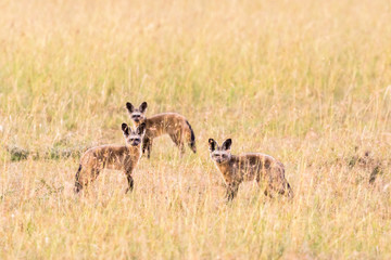Bat eared fox in the the grass on the savanna