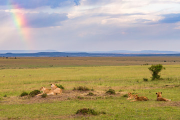 Obraz premium Lion flock in the savanna with a rainbow and rain clouds