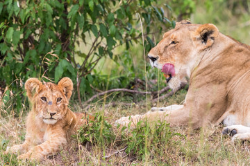Lion Cub with his mother in savannah