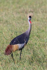 Grey Crowned Crane walking in the tall grass in the Masai Mara