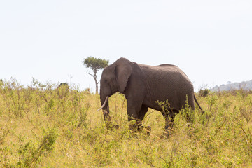 Elephant bull walking on the savannah
