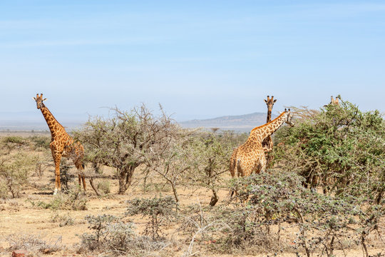 Giraffes standing and eating from thorny bushes on the savanna