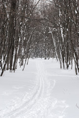 Ski track in the winter wood