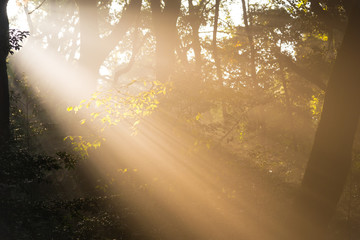 the Fantastic Morning Sunshine  / Sun beams streaming through th
