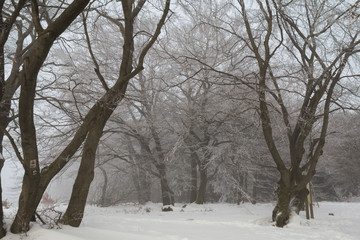 Fototapeta na wymiar Winter im Sauerland