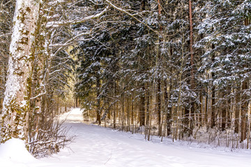 Ein Pfad durch den verschneiten Winterwald