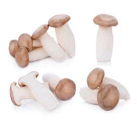 King oyster mushroom Pleurotus eryngii on white background