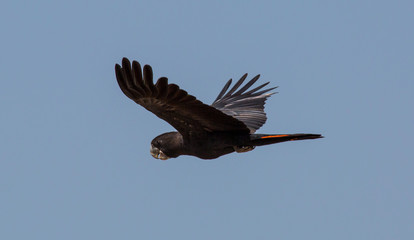 Black cockatoo in flight