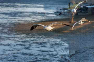 Every year during the month of November to March.Seagulls are a lot of migration to the city SamutPrakarn(Thailand).It is only four to five months.
