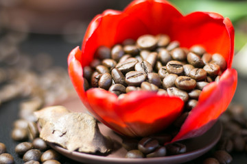coffee beans in the bud red flower