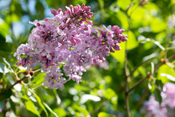 Fototapeta na wymiar Syringa, close-up. Lilac pictures