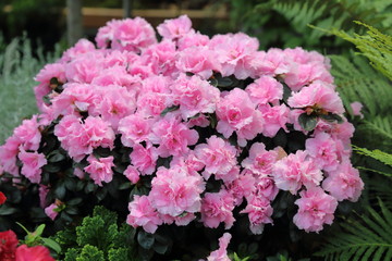 Fototapeta premium Bright summer flowers