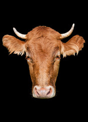 big head cow on a black background
