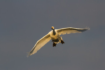 Bewick's Swan (Cygnus columbianus) in flight