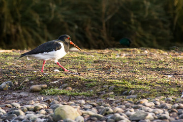Oystercatcher (Haematopus ostralegus) on marsh ground