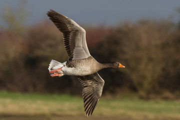 Greylag Goose (Anser anser) in flight