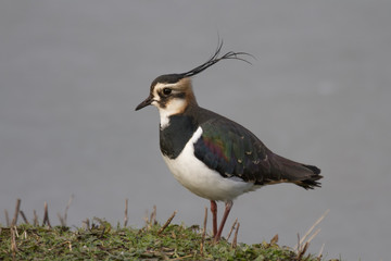 Lapwing (Vanellus vanellus) Full Profile