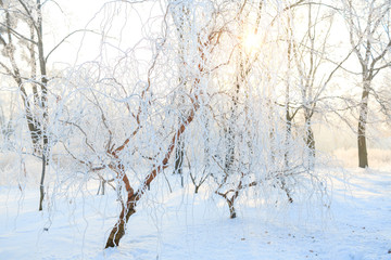 Cold winter day, beautiful hoarfrost and rime on trees