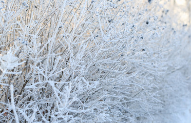 Cold winter day, beautiful hoarfrost and rime on trees