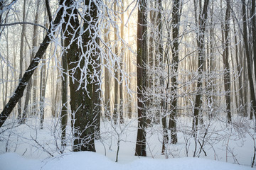 Fresh snow has fallen in the forest