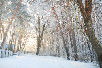 Road at the winter landscape in the forest