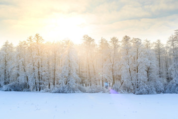 Winter landscape with green fir trees covered with snow and wint