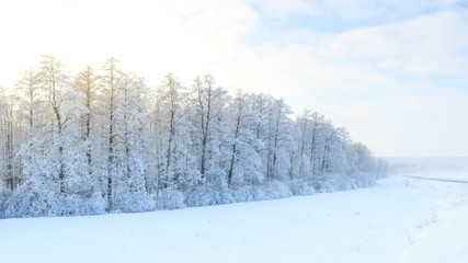 Winter landscape with green fir trees covered with snow and wint