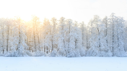 Winter landscape with green fir trees covered with snow and wint
