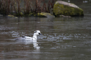 Smew (Mergus albellus) on a frozen pond