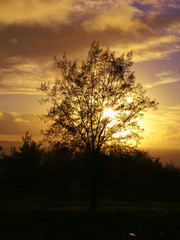 Fototapeta na wymiar Sunset through tree