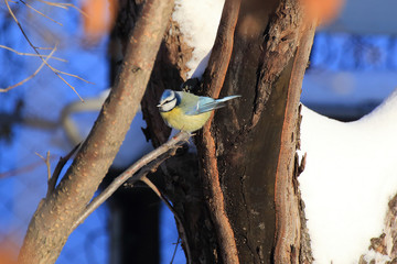 Blue tit on a tree at winter