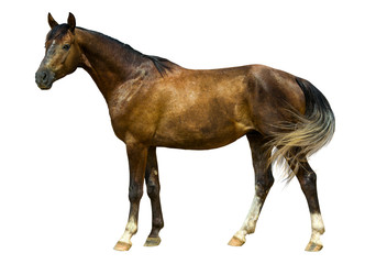 Young horse on a white background.