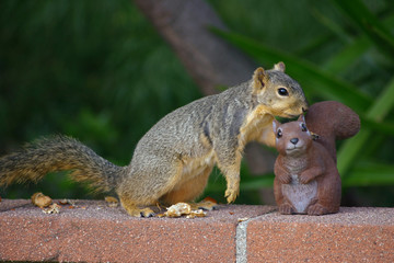 Squirrel and friend