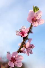 Pink flowers of spring fruit tree