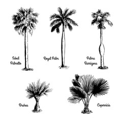 Naklejka premium Set of hand drawn tree sketches - Royal Palm, Sabal Palmetto, Palma Barrigona, Brahea, Copernicia. Black silhouettes isolated on white background. Tropical flora. Vector illustration.