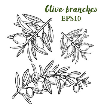 Olive tree branches hand drawn sketch
