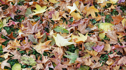 Hojas caídas para fondos