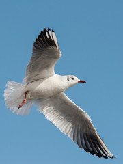 Black-headed Gull, Chroicocephalus ridibundus
