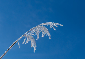 Schilf mit Haarfrost