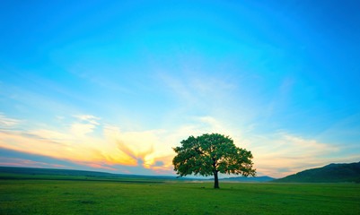 lonely tree on field at dawn in summer