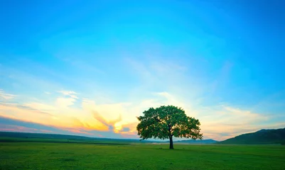 Poster lonely tree on field at dawn in summer © tutye