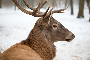 Portrait of a deer Sitting In A Forrest