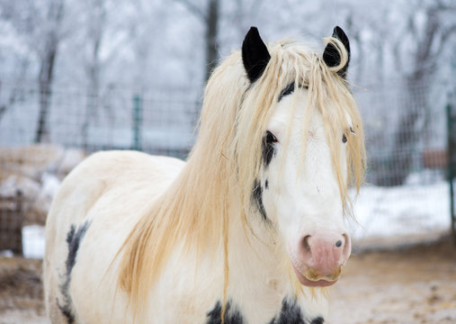 White gypsy horse