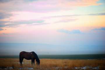 Fototapeta na wymiar Horse grazing in the snow field