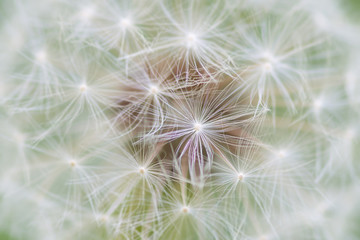 Dandelion seed abstract