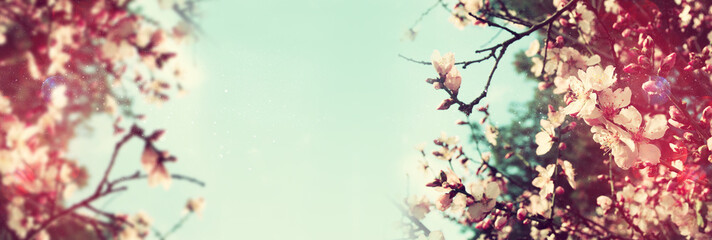 Fototapeta premium Abstract banner background of cherry tree