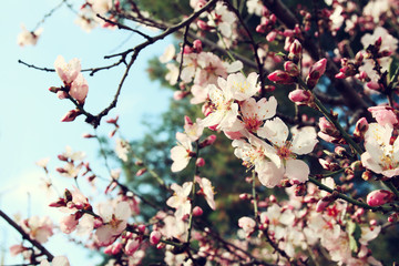 background of spring white cherry blossoms tree